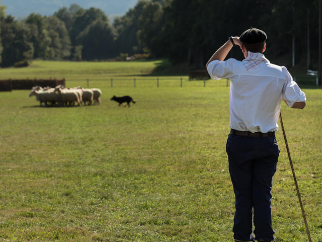 Berger regardant son troupeau et son border collié à la Fête des Bergers d'Aramits