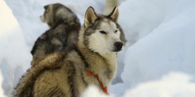 Perros husky en La Pierre-Saint-Martin