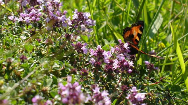 Papillon se posant sur des fleurs violettes