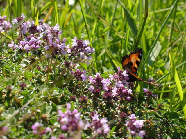 Papillon se posant sur des fleurs violettes