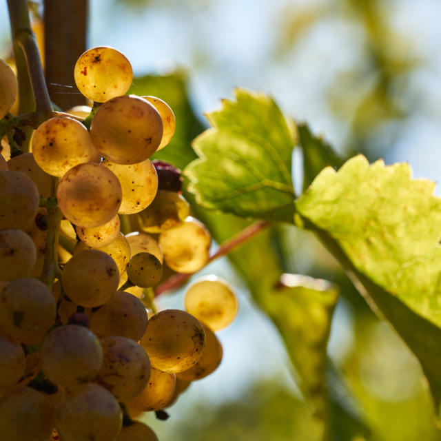 Grappe de raisin blanc dans le Jurançon