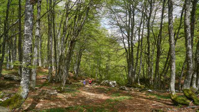 Randonneurs sur un sentier dans la foret