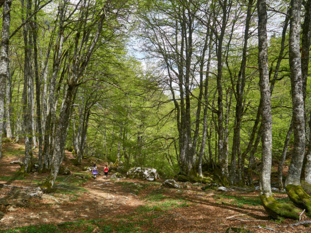 Randonneurs sur un sentier dans la foret