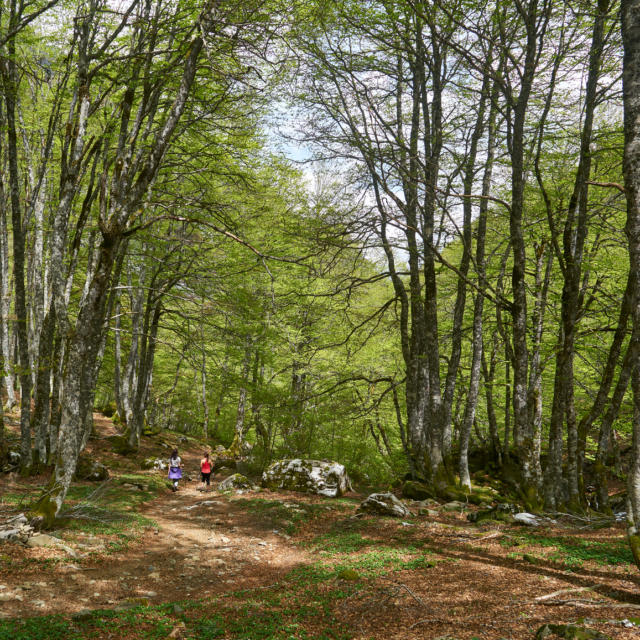 Senderistas en un bosque