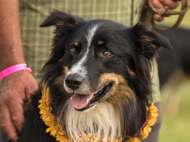 Remise des prix de chiens de bergers à la Fête des Bergers d'Aramits