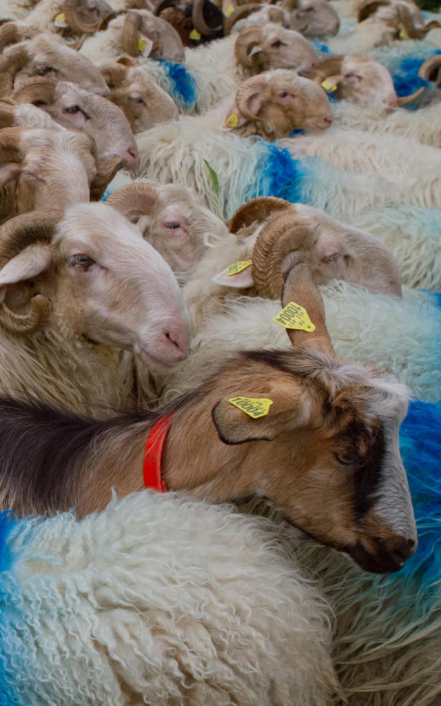 Troupeau de brebis en transhumance