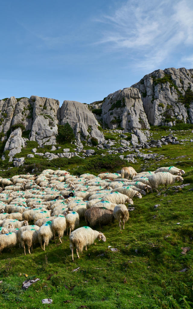 Troupeau de brebis à La pierre Saint Martin