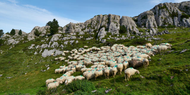 Rebaño de ovejas en La Pierre Saint-Martin