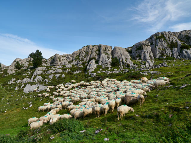 Troupeau de brebis à La pierre Saint Martin