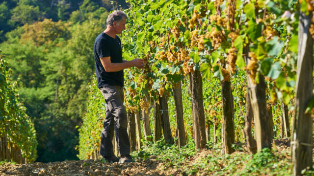 Un vigneron observe les grappes de raisin dans ses vignes