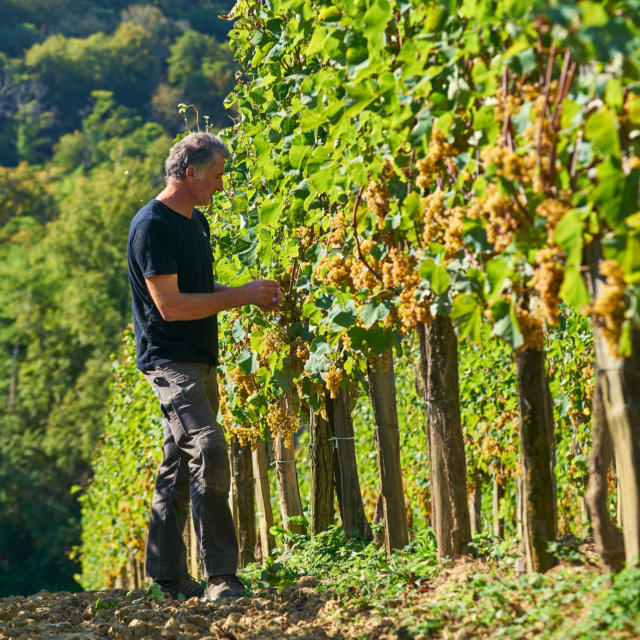 Un vigneron observe les grappes de raisin dans ses vignes