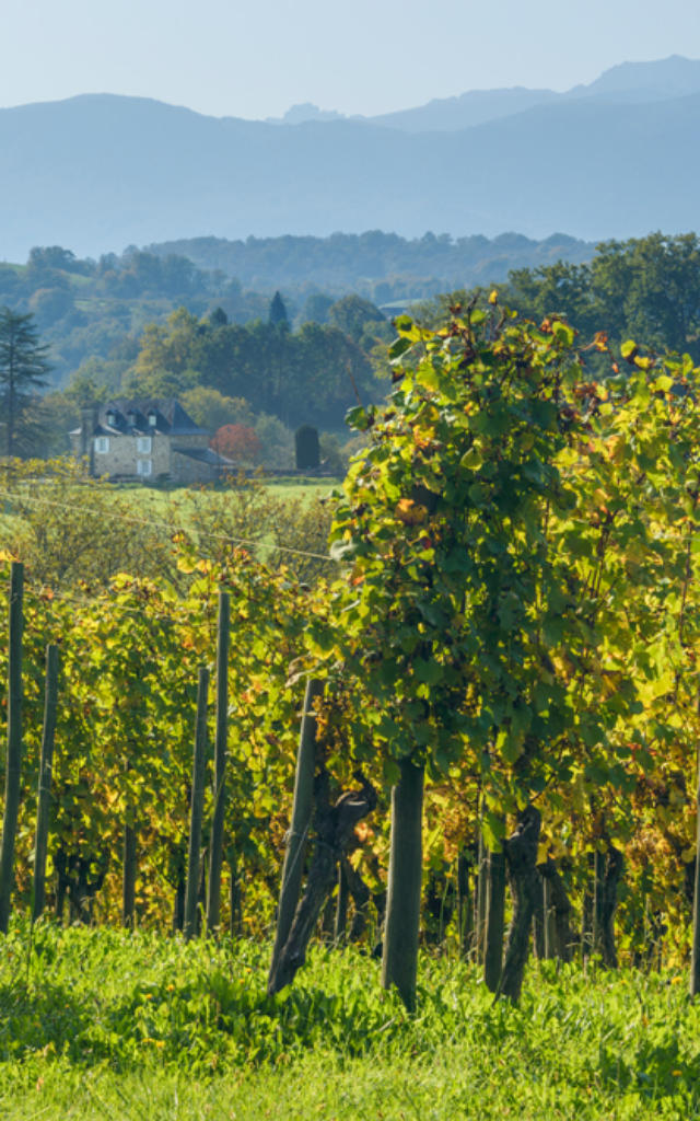 Vue sur les vignobles du Jurançon avec une demeure traditionnelle béarnaise en fond