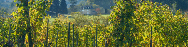 Vue sur les vignobles du Jurançon avec une demeure traditionnelle béarnaise en fond