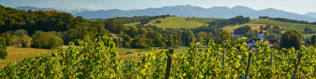 Vue sur les vignobles de Jurançon avec les Pyrénées en fond