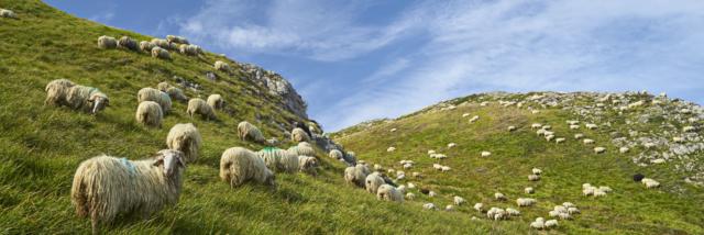 Troupeau de mouton dispersé en montagne à Lees-Athas