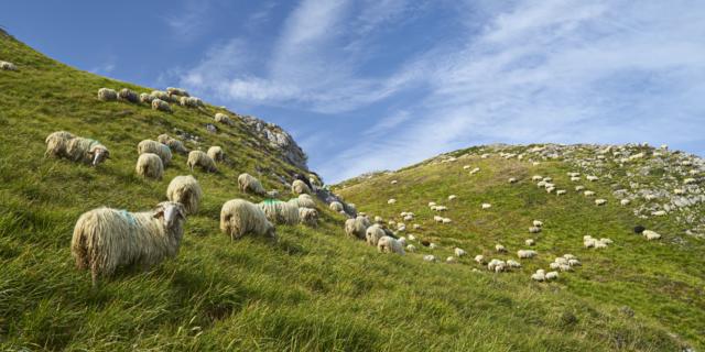 Troupeau de mouton dispersé en montagne à Lees-Athas