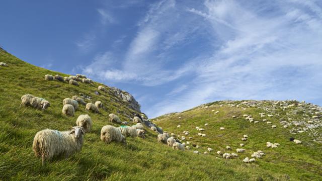 Troupeau de mouton dispersé en montagne à Lees-Athas