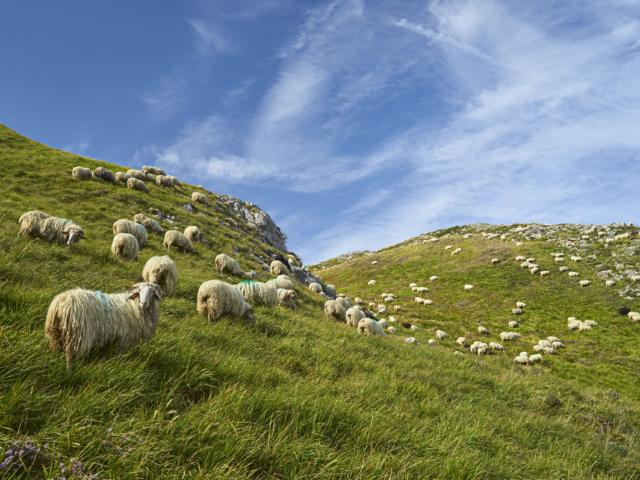 Troupeau de mouton dispersé en montagne à Lees-Athas