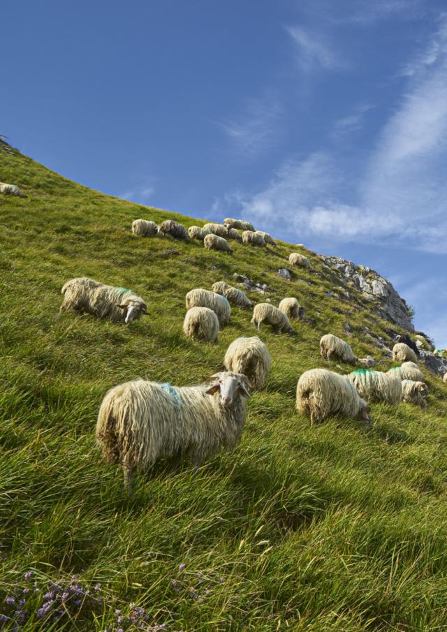 Ovejas en la montaña en Lees-Athas