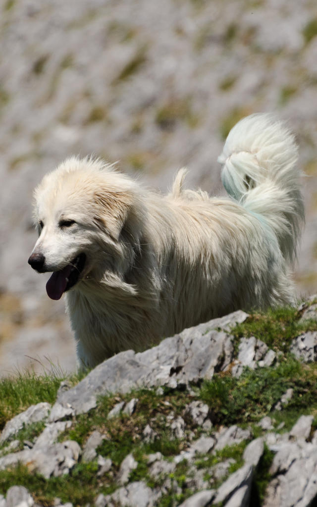 Chien Patou des Pyrénées en montagne