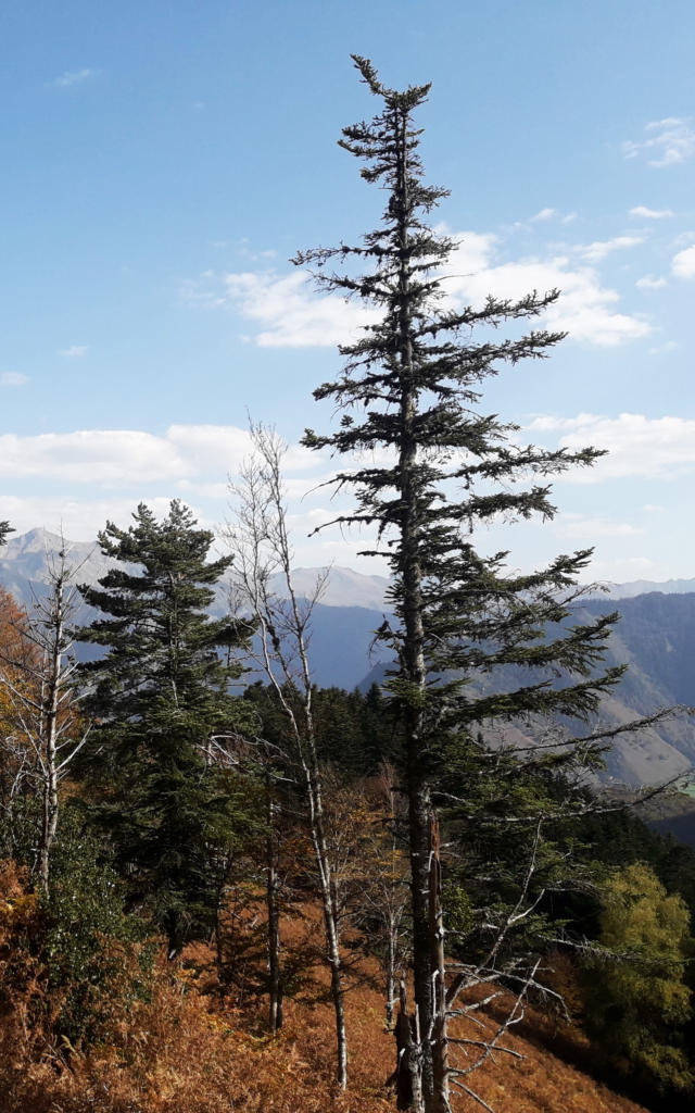 Vue depuis la forêt sur la randonnée de la Cabane de Boué en Vallée d'Aspe