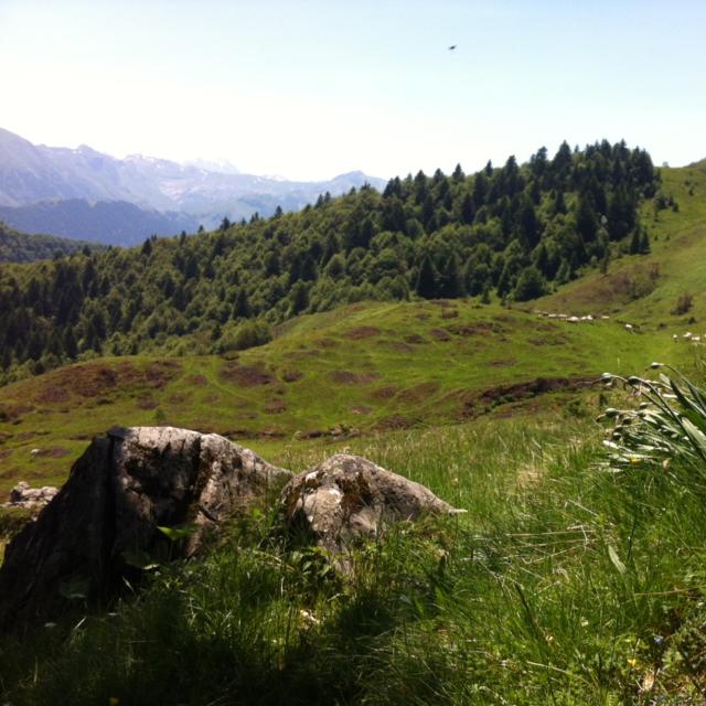 Paysage : vaches et forêt