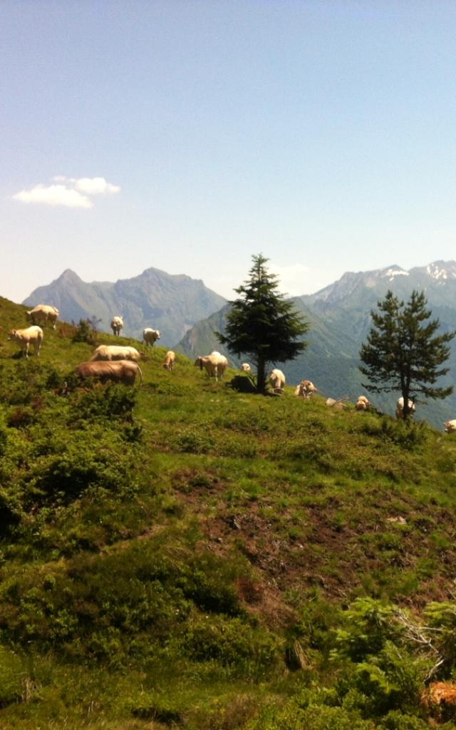 Troupeau de vaches et panorama sapins