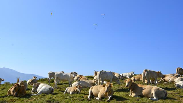 Parapentistes survolent troupeau de vaches