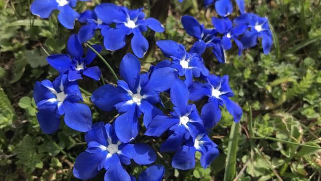 Gentiane fleurs bleues