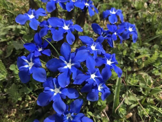 Gentiane fleurs bleues