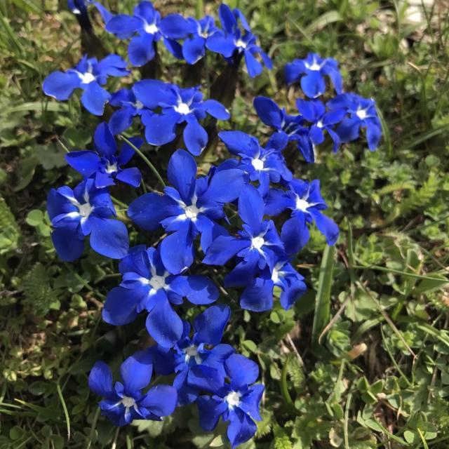 Gentiane fleurs bleues