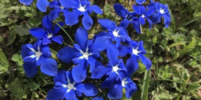 Gentiane fleurs bleues