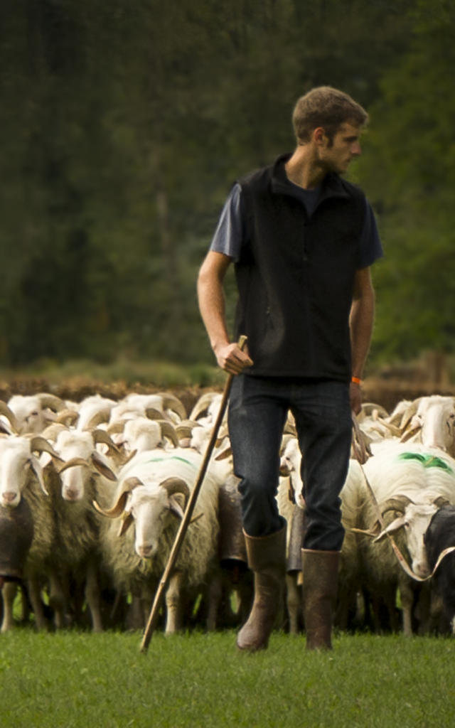 Un berger dirige son troupeau de brebis