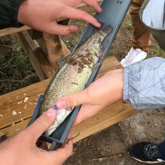 Truite mesurée après la pêche