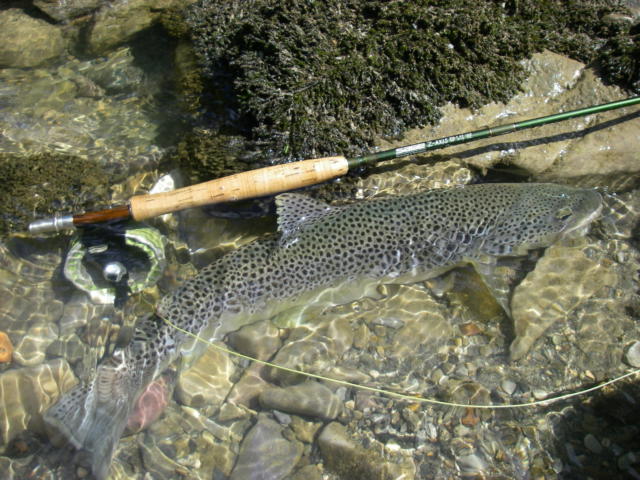 Poisson pêché en Pyrénées béarnaises