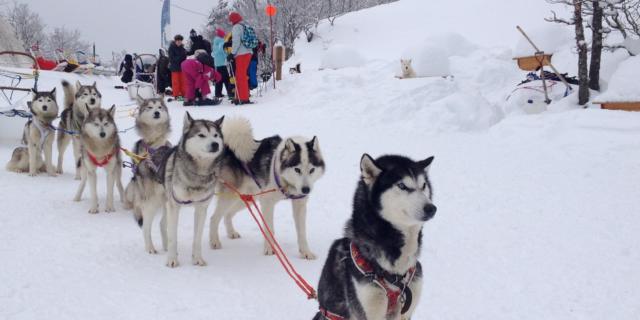 Perros de trineo