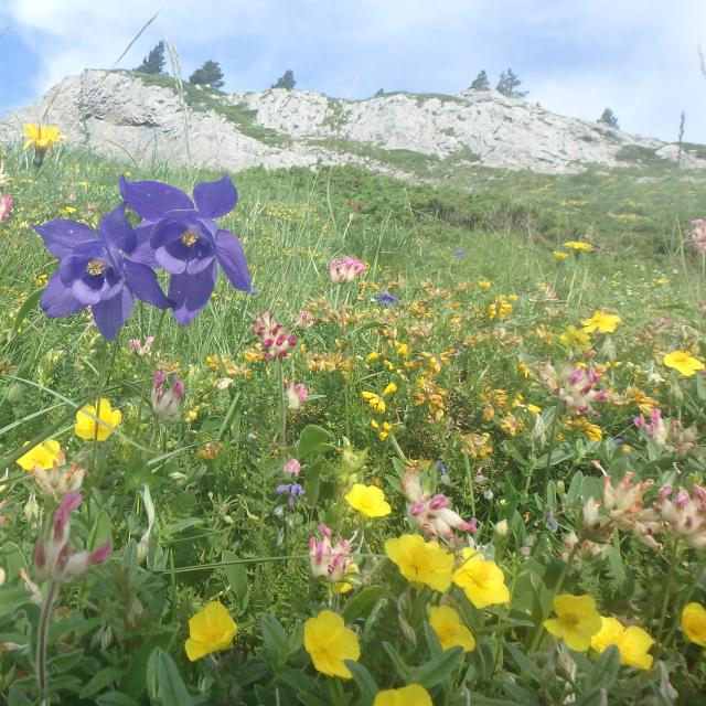 Floraison estivale sur le karst installé sur les roches calcaires datant de 100 Ma (vallée d'Aspe - Pyrénées béarnaises)