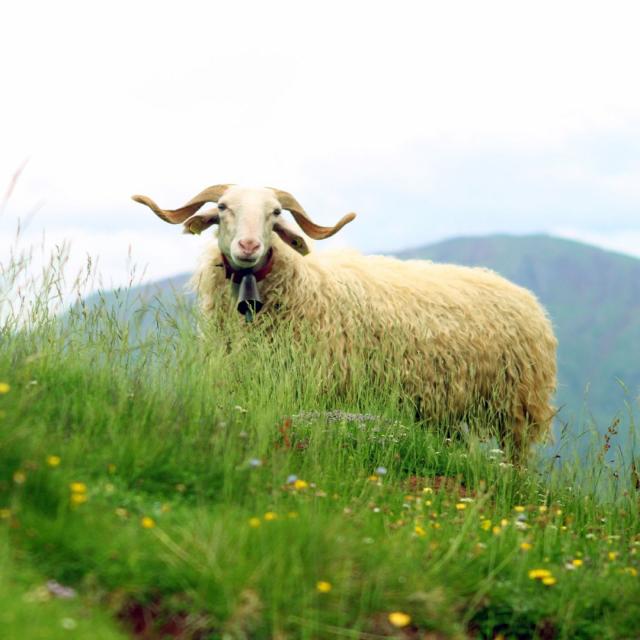 Nature et pastoralisme en Pyrénées béarnaises