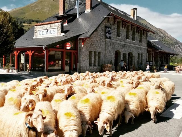 Instagram #transhumance