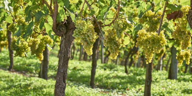 Viñas de Jurançon