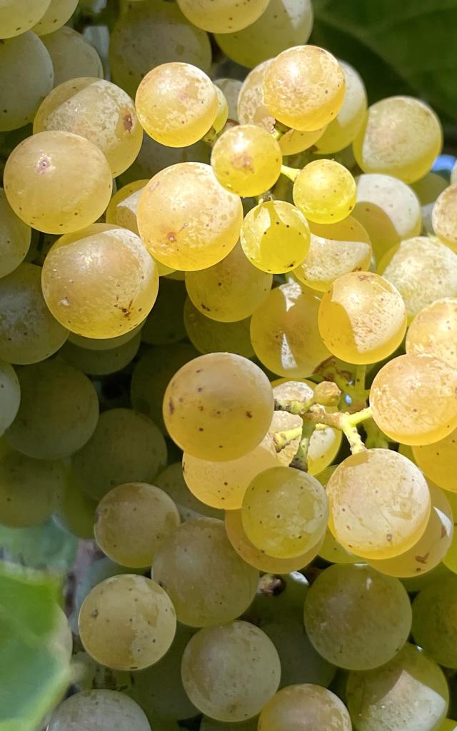 C'est le temps des vendanges : découvrez les saveurs du vin de Jurançon récolté dans les vignobles alentours des Pyrénées béarnaises