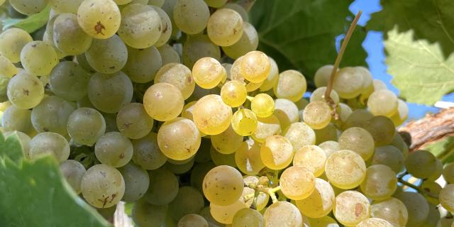 C'est le temps des vendanges : découvrez les saveurs du vin de Jurançon récolté dans les vignobles alentours des Pyrénées béarnaises