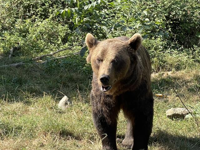 Visitez Parc' ours le site de loisirs des Pyrénées béarnaises pour découvrir la faune domestique et sauvage des Pyrénées