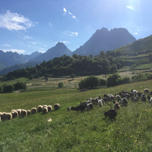 brebis et chèvres dans le Caprices Lescun