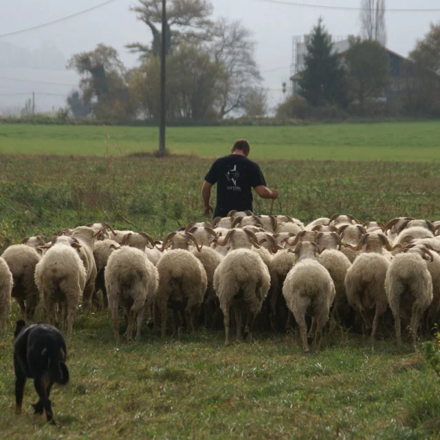 berger avec ses brebis et son chien dans un champs