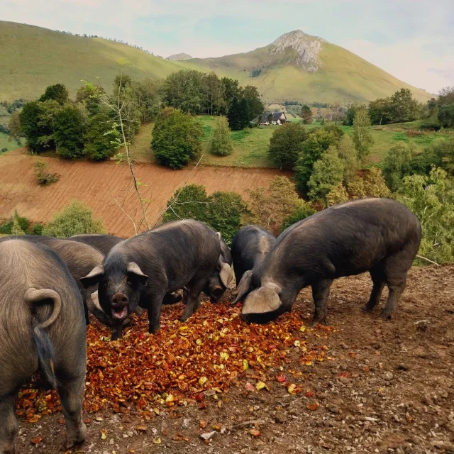 porc noir dans la campagne