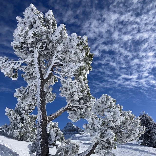 Arbre enneigé dans les montagnes des Pyrénées béarnaises