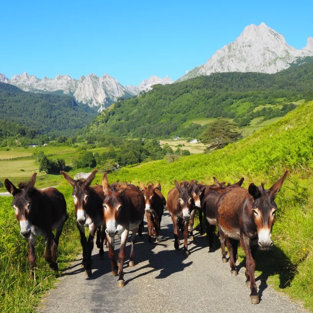 Visitez l'asinerie de Lescun et découvrez les ânes des Pyrénées